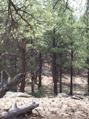 tree.jpg